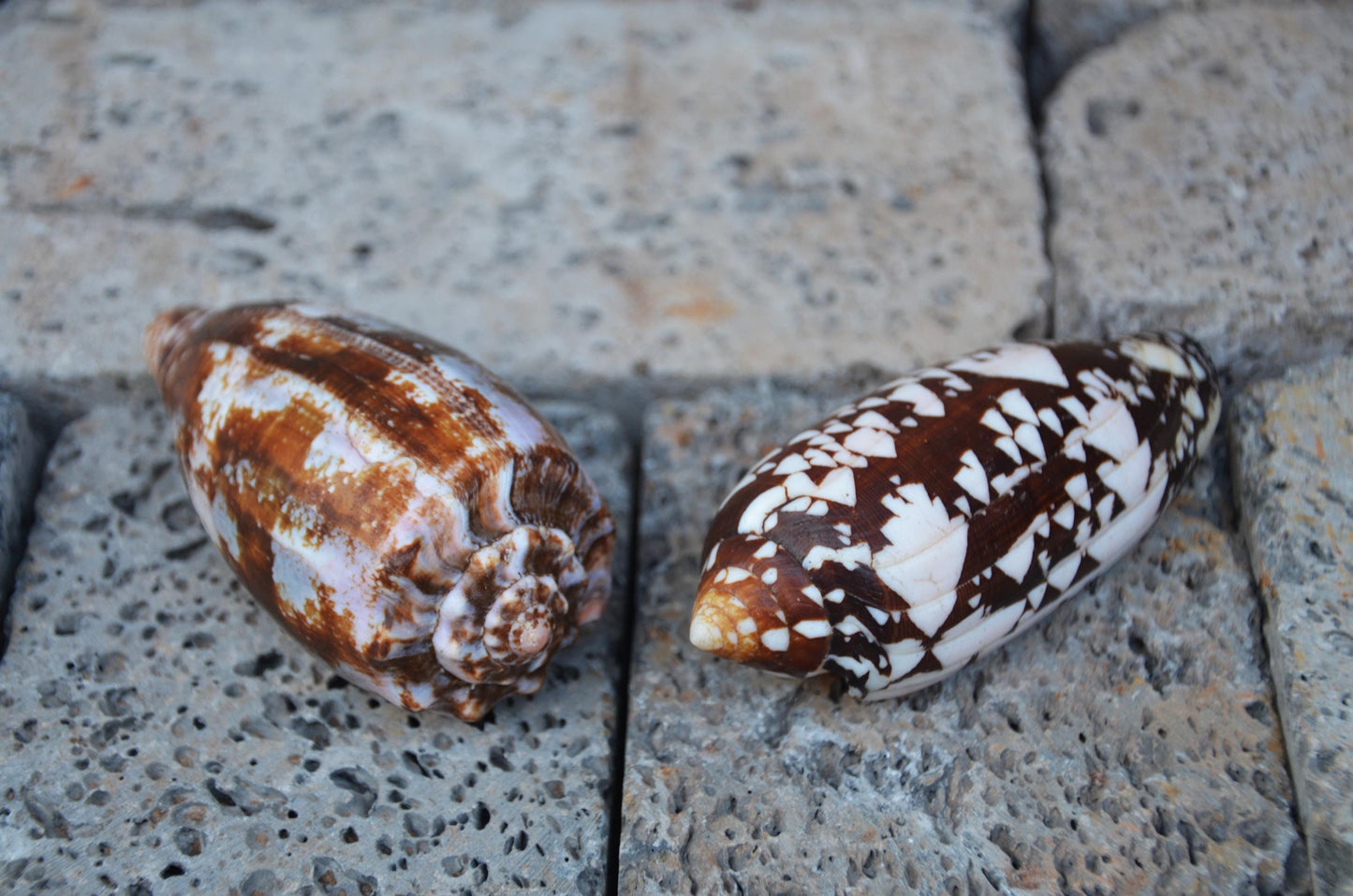 Striated Cone Shell | Natural Marine Specimen | Coastal Ocean Beach Decor | Unique Sea Life Collectible