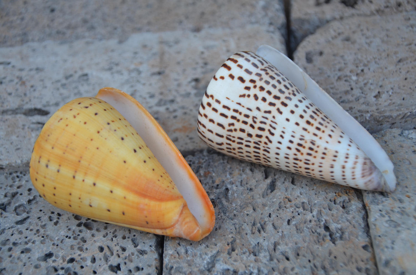 Natural Beech Cone Shell | Small Marine Specimen Shell | Coastal Ocean Beach Decor | Unique Sea Life Collectible