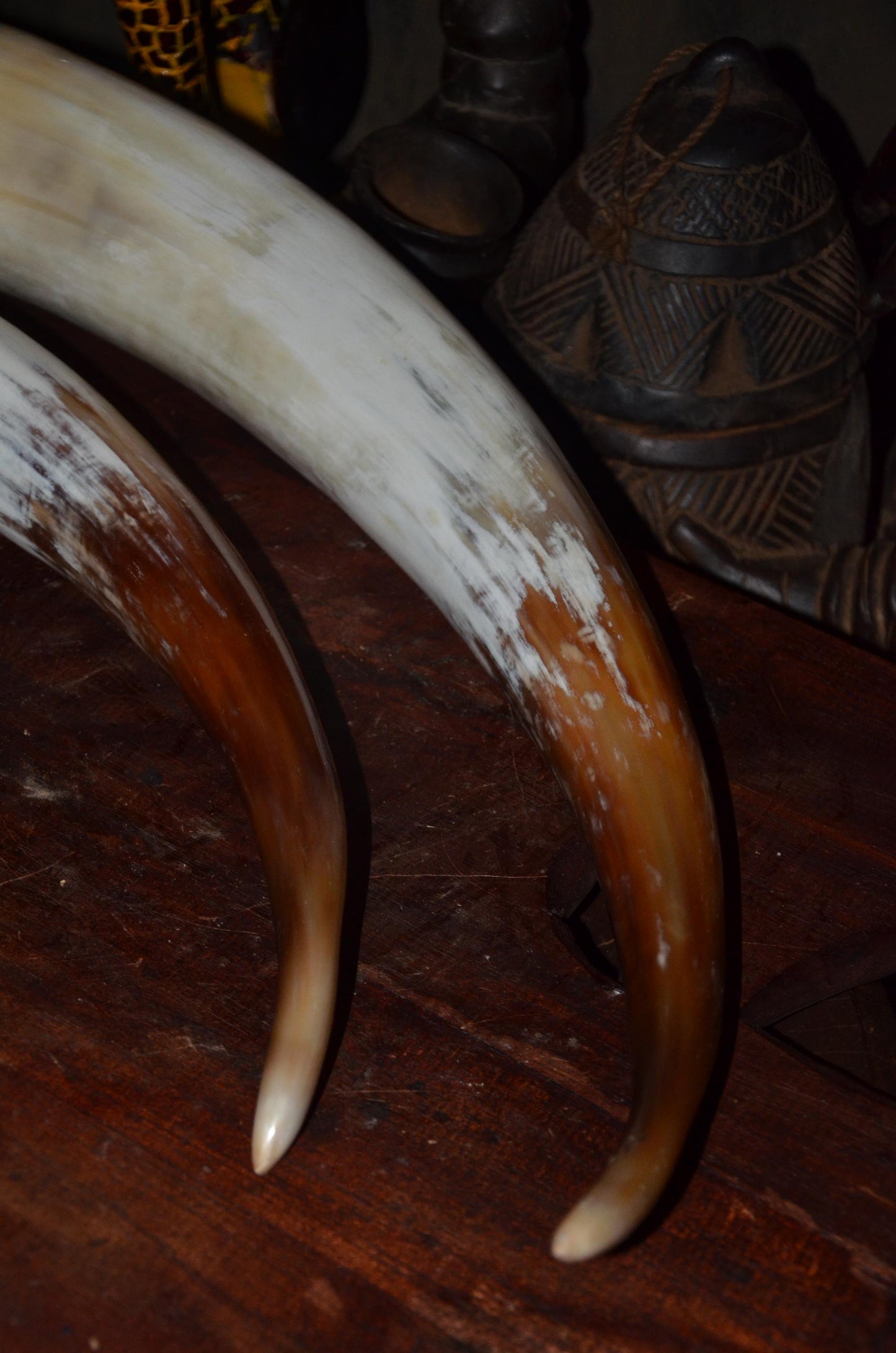 Authentic Ankole Cow Horns | East African Natural Decor | Polished Tribal Art