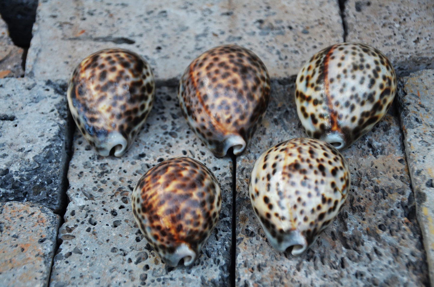 Natural Tiger Cowrie Shell Specimen | Polished Ocean Beach Decor Accent