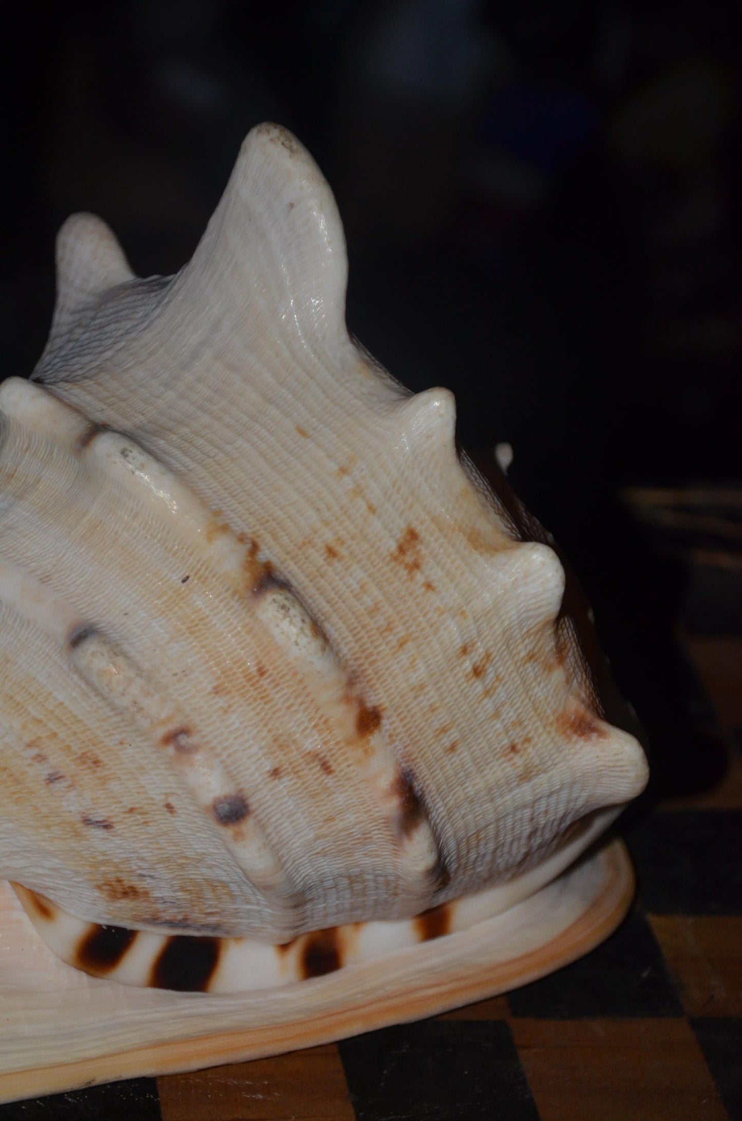 Horned Helmet Shell – 8" Natural Cassis Cornuta – Coastal Luxury Decor