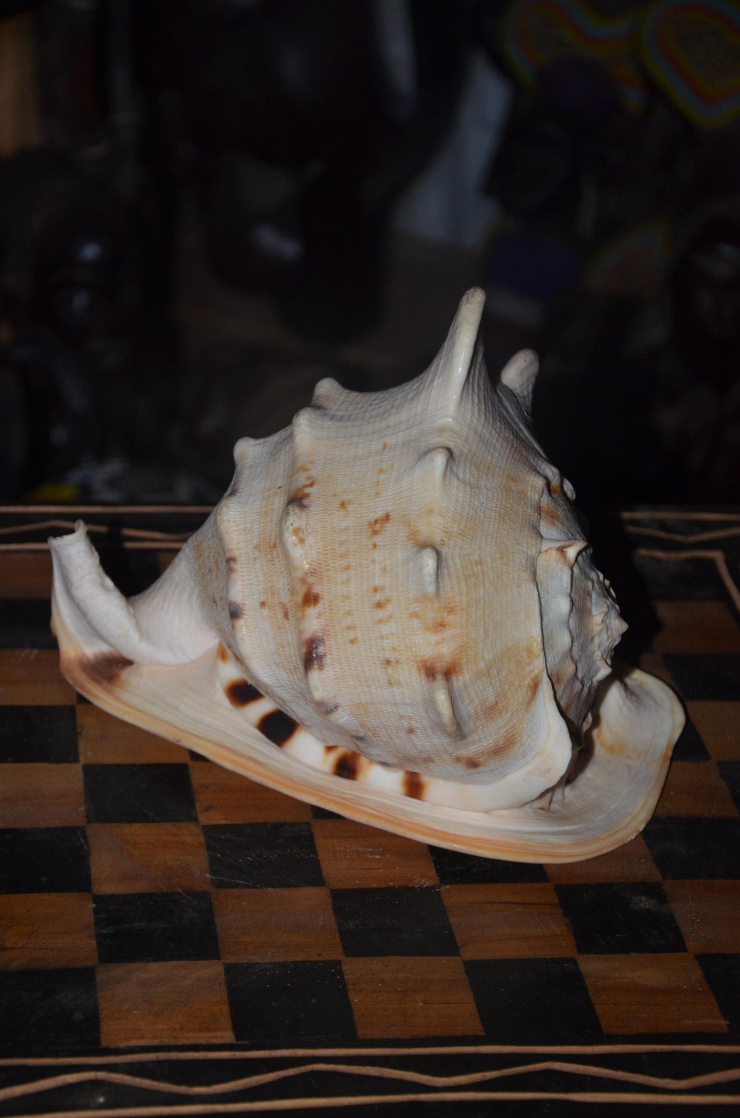 Horned Helmet Shell – 8" Natural Cassis Cornuta – Coastal Luxury Decor